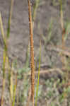 Smooth cordgrass